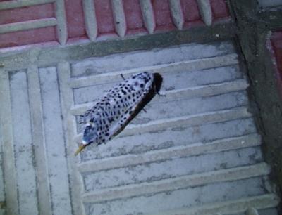 Прикрепленное изображение: 028.jpg